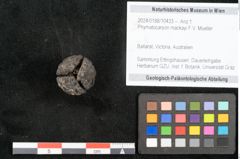 Foto (Objekt + Etikett) von Phymatocaryon mackayi F.V. Mueller (NHMW-GEO-2024-0188-10433)